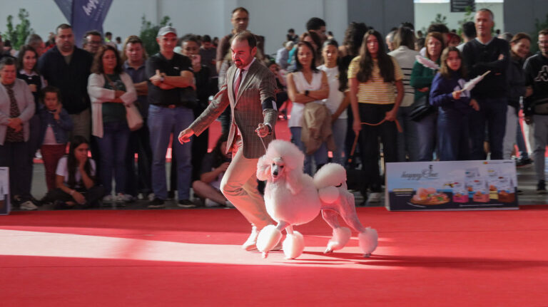 Exposição Canina e felina